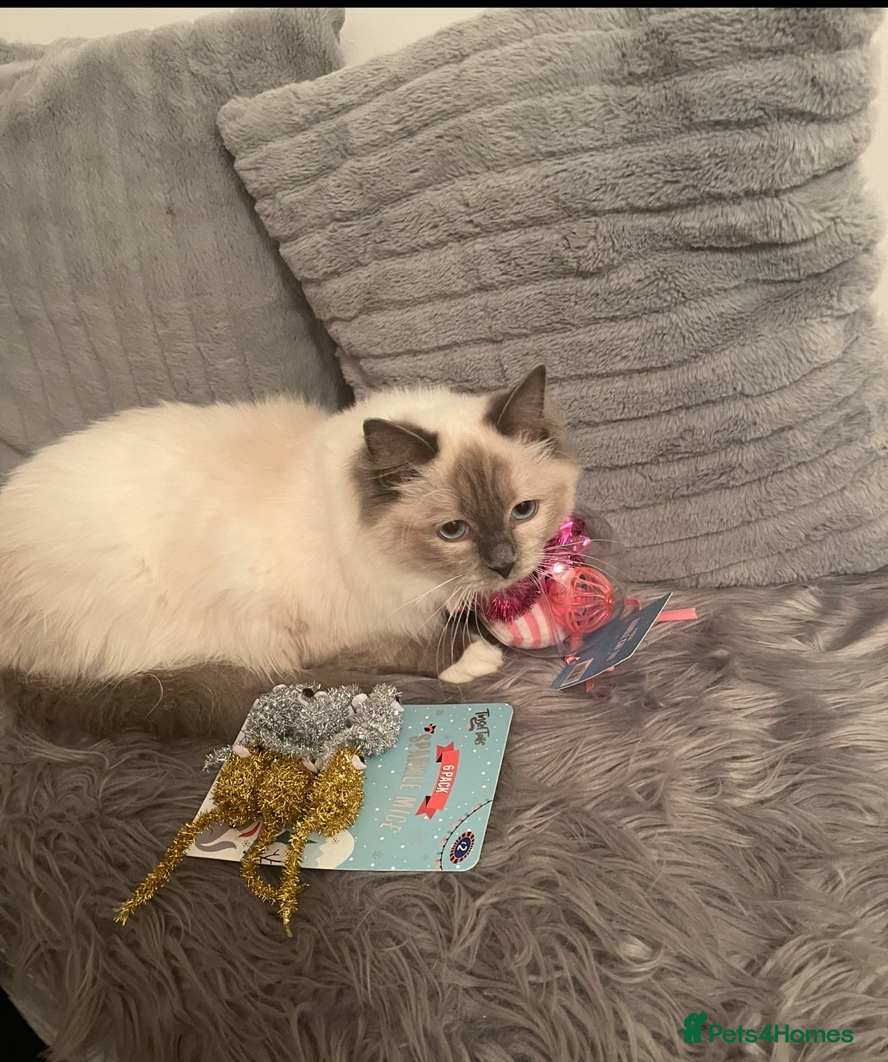 Ragdoll cats Champion breed Ragdolls Tica registered - Advert 1