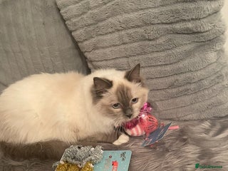 Ragdoll cats Champion breed Ragdolls Tica registered - Advert 5