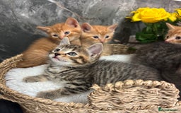 Mixed Breed cats for sale: Beautiful kittens  - Image 6