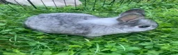 Netherland Dwarf rabbits for sale: URGENT 1 LEFT - Advert 19