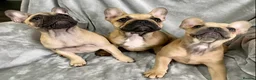 French Bulldog dogs for sale: Last 1! Stunning KC Registered French Bulldog Girl - Advert 2