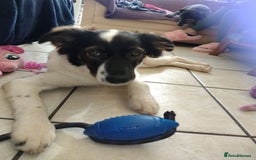 Mixed Breed dogs for adoption: Tilda  - Image 9