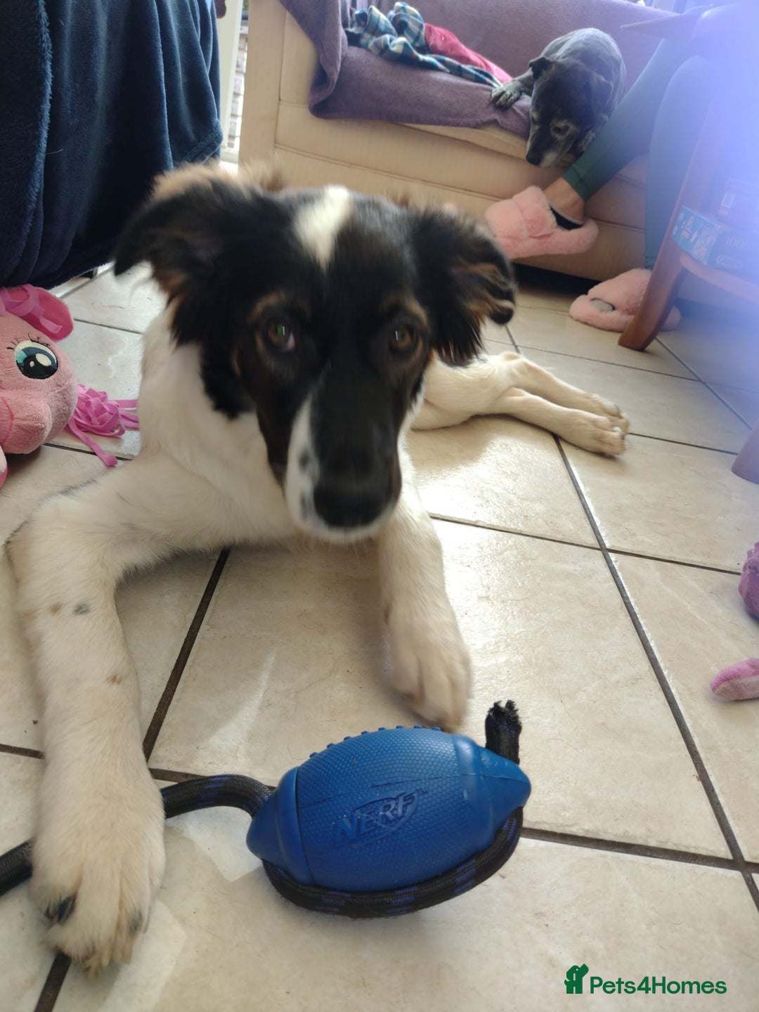 Mixed Breed dogs for adoption: Tilda  - Image 9