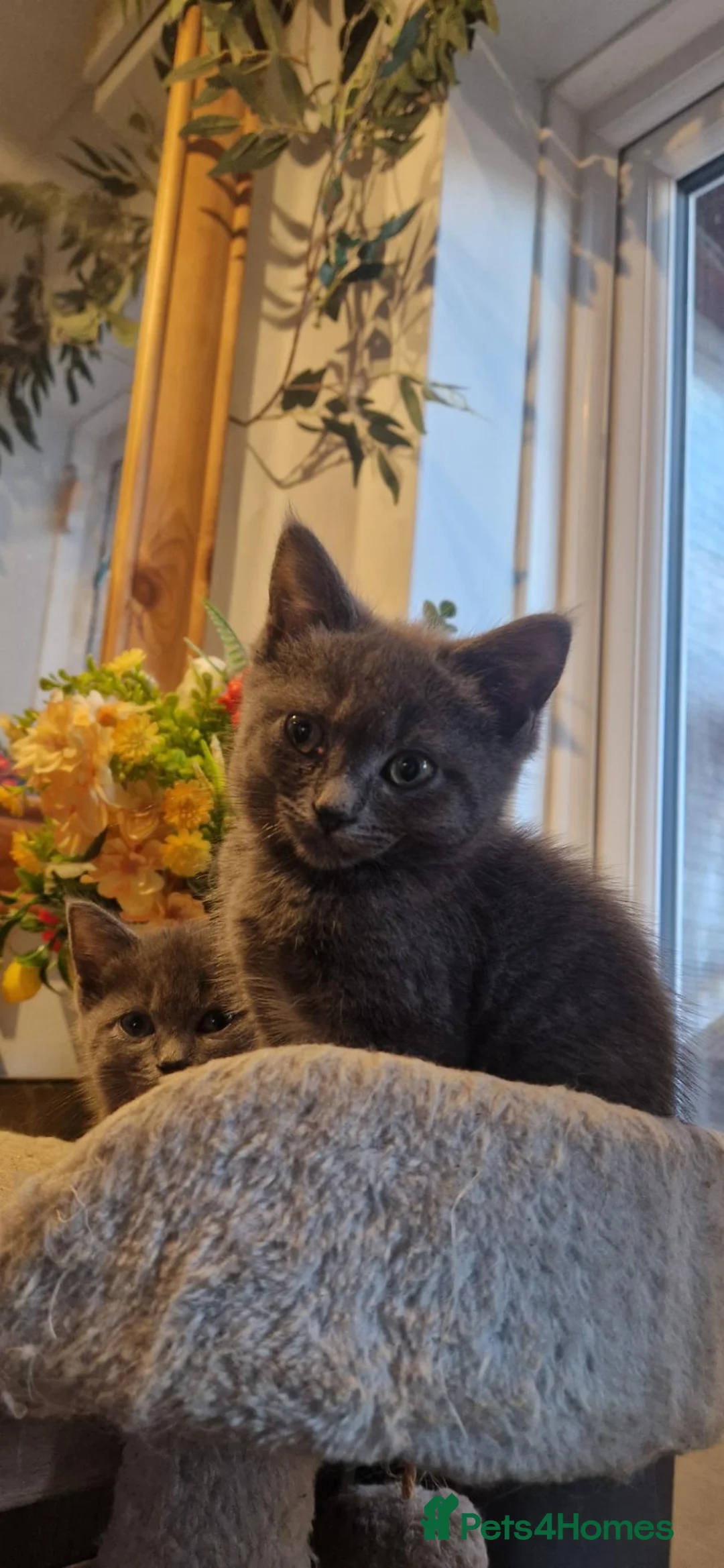 Mixed Breed cats for sale: Ragdoll cross ready now - Advert 2