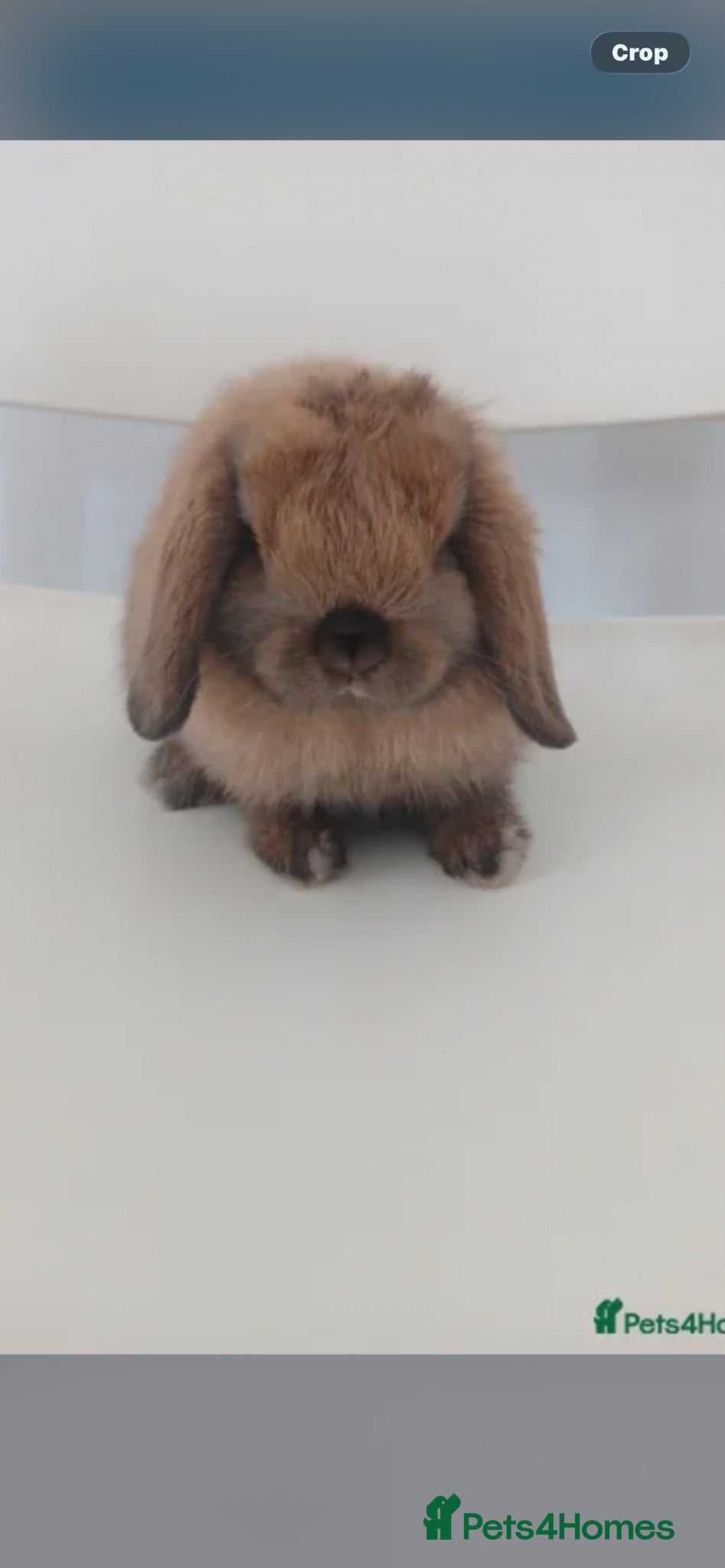 Mini Lop rabbits 10 week old Chocolate point buck  - Advert 14