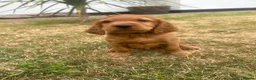 Mixed Breed dogs for sale:  ☘️ Golden Irish puppies available  ☘️ - Advert 19