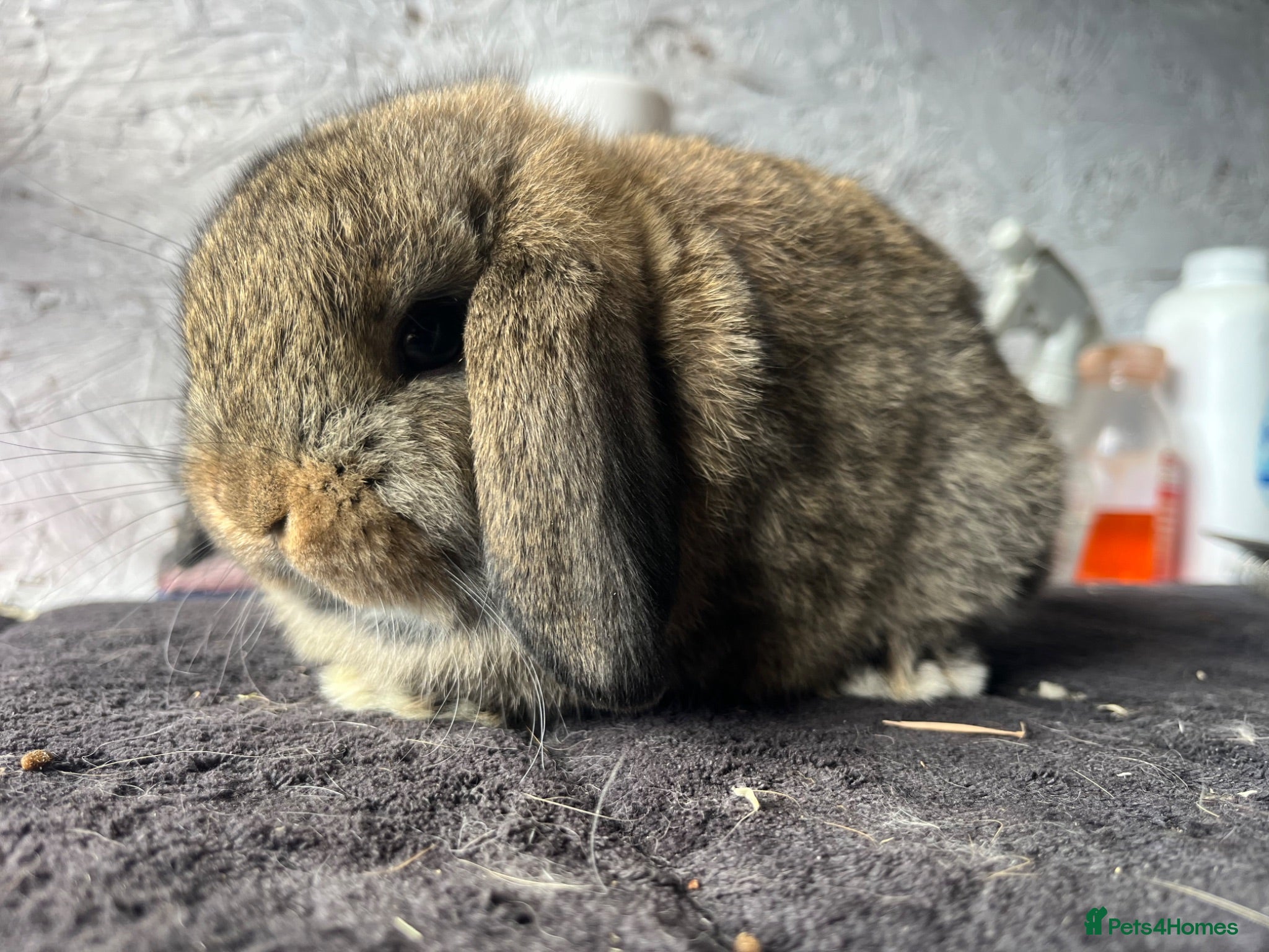 Mini Lop rabbits Pure mini lop  - Advert 2
