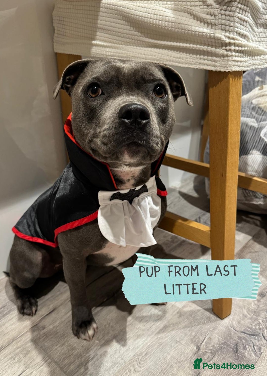 Staffordshire Bull Terrier dogs for sale: Ready Soon, KC reg, Full Vacs, BVA Eye tested 🐾 - Advert 14