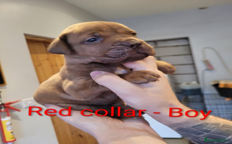 Mixed Breed dogs Douge de bordeaux x Presa Canerio  - Advert 5