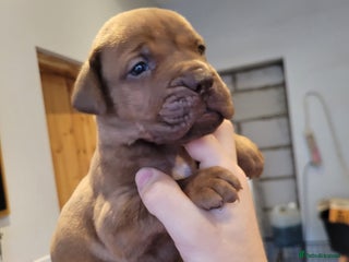 Mixed Breed dogs Douge de bordeaux x Presa Canerio - Advert 1