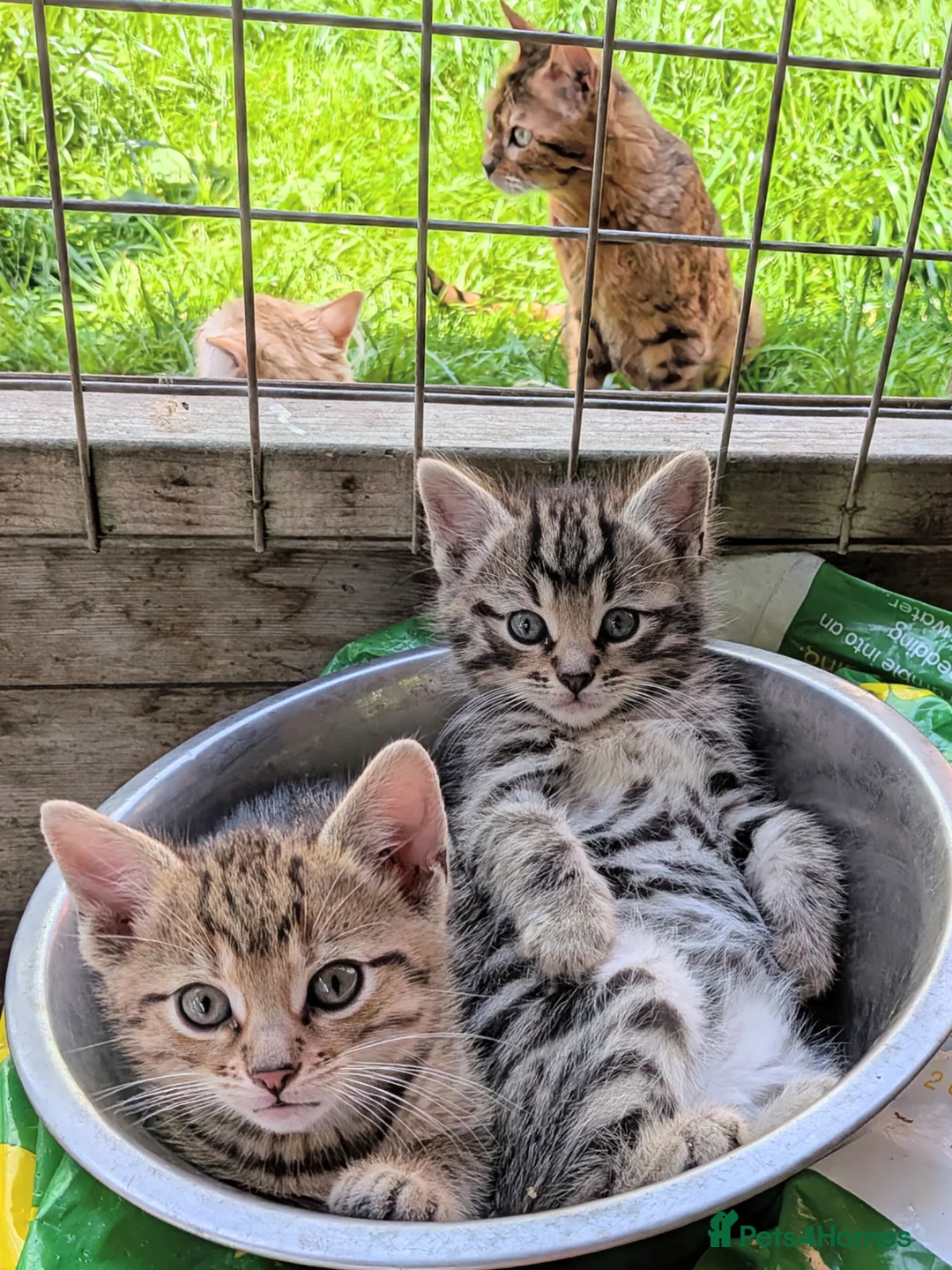 Mixed Breed cats for sale: Ready to leave... Gorgeous Bengal X Kittens - Advert 2