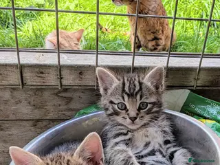 Mixed Breed cats Ready now... Gorgeous Bengal X Kittens - Advert 1