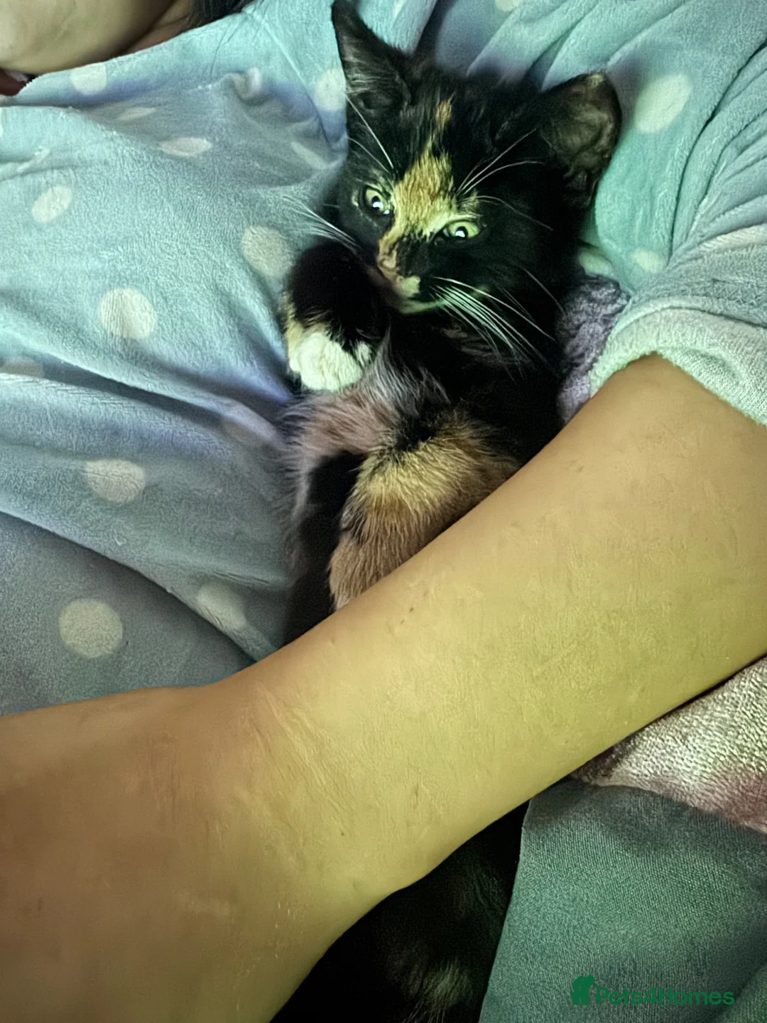 Mixed Breed cats for sale: Kittens for sale  - Advert 2