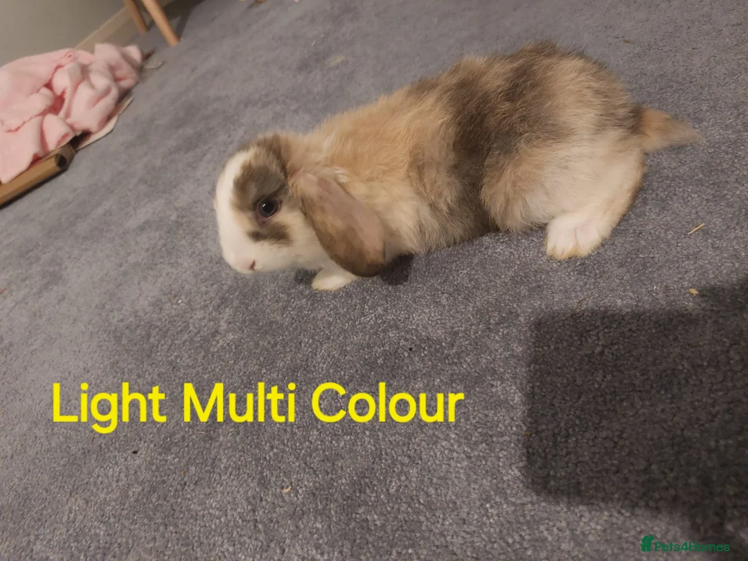 Mixed Breed rabbits for sale: Lop earred rabbits in Saxmundham - Advert 1