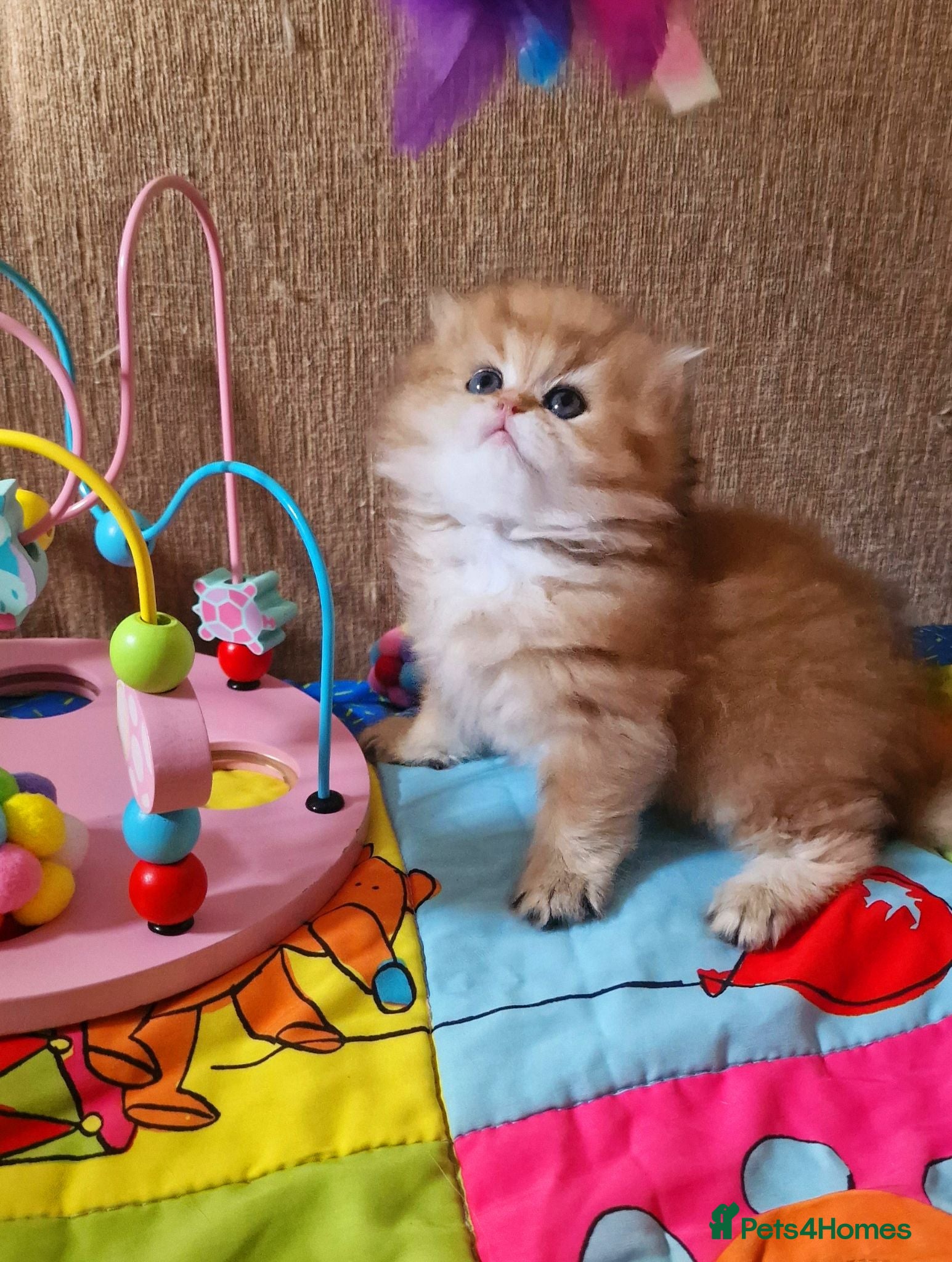 British Longhair cats 💖 Golden British Medium/Longhair Girl 💖 - Advert 1