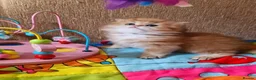 British Longhair cats for sale: 💖 Golden British Medium/Longhair Girl 💖 - Advert 1