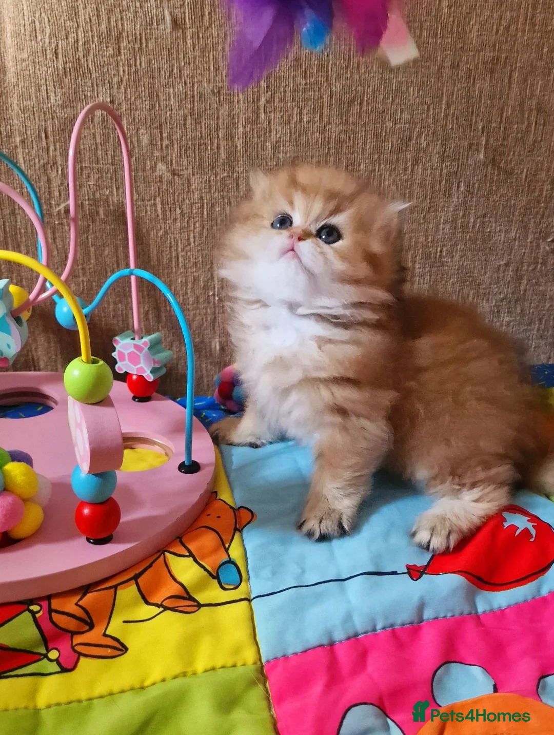 British Longhair cats for sale: 💖 Golden British Medium/Longhair Girl 💖 - Advert 1