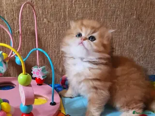 British Longhair cats 💖 Golden British Medium/Longhair Girl 💖 - Advert 5