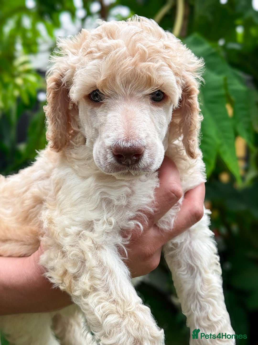 Standard Poodle dogs for sale: Standard Poodle Puppies Looking for Their Families - Image 13