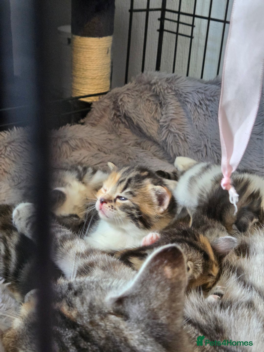 Mixed Breed cats for sale: Mixed colour tabby kittens - Image 4