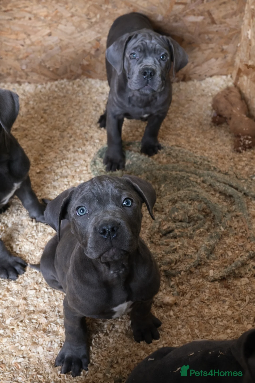 Cane Corso dogs for sale: Cane Corso puppy’s, 1 BOY LEFT AND 2 GIRLS - Advert 2