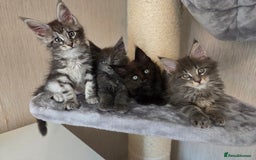 Maine Coon cats for sale: TICA REGISTERED MAINE COON KITTENS - Image 8