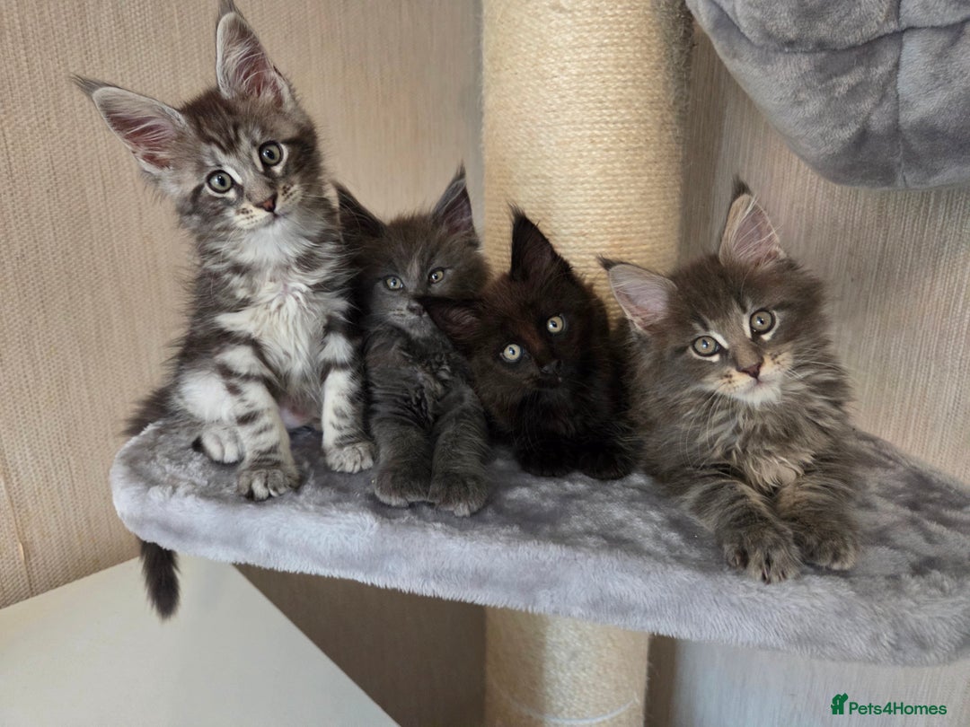 Maine Coon cats for sale: TICA REGISTERED MAINE COON KITTENS - Image 8