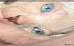 Sphynx cats for sale: Odd eyed Male & seal point female 🩵 - Image 5