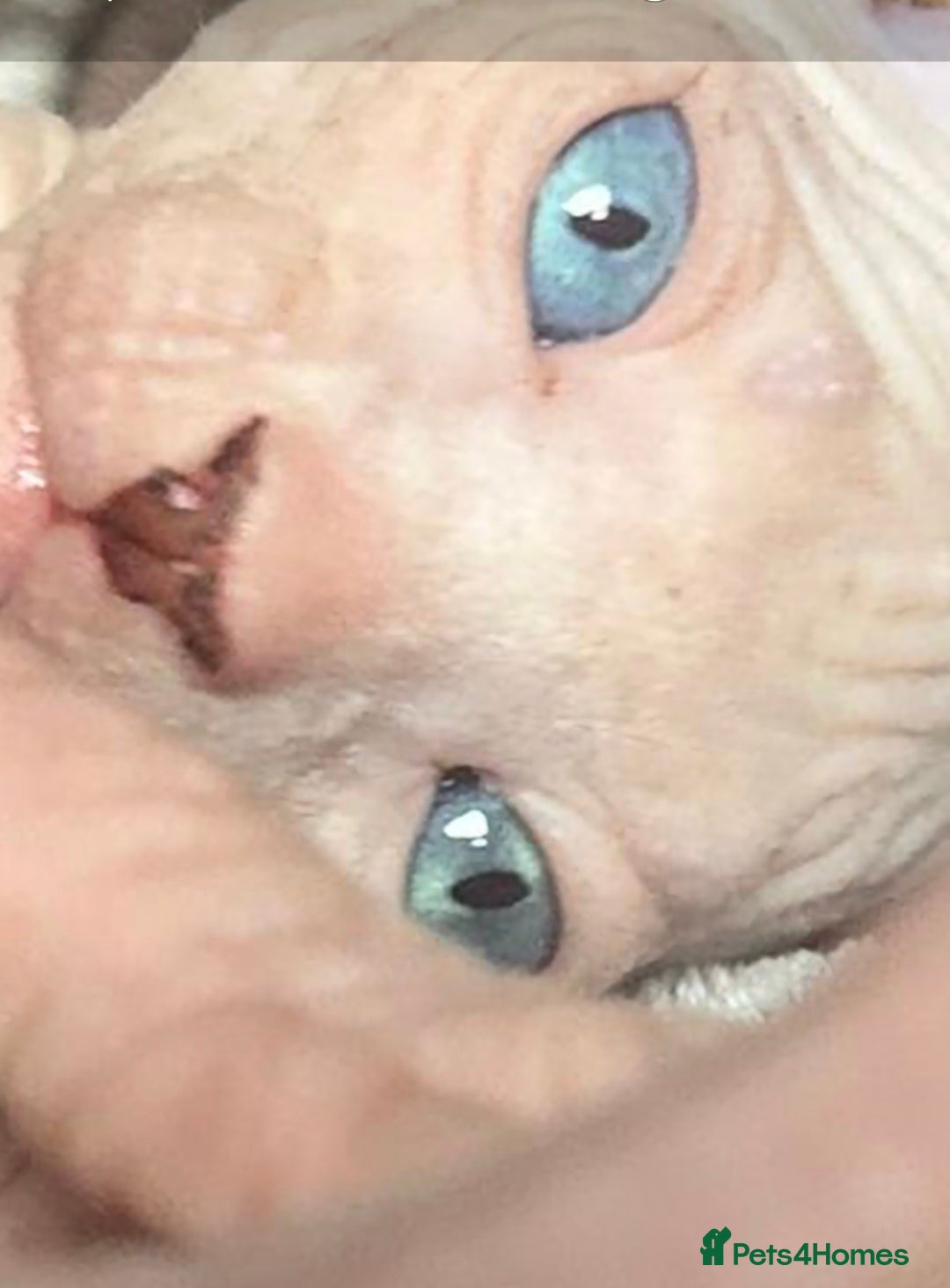 Sphynx cats for sale: Odd eyed Male & seal point female 🩵 - Image 5