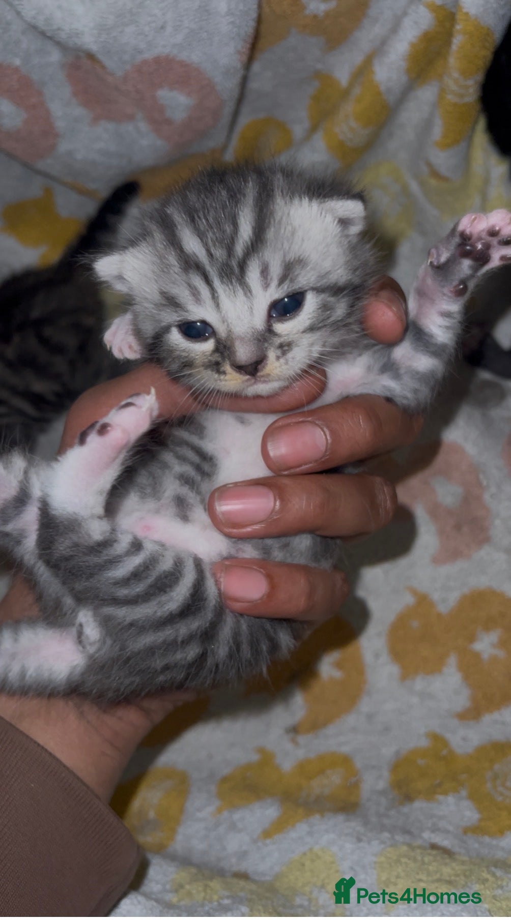 Scottish Fold cats Scottish fold girl - Advert 1