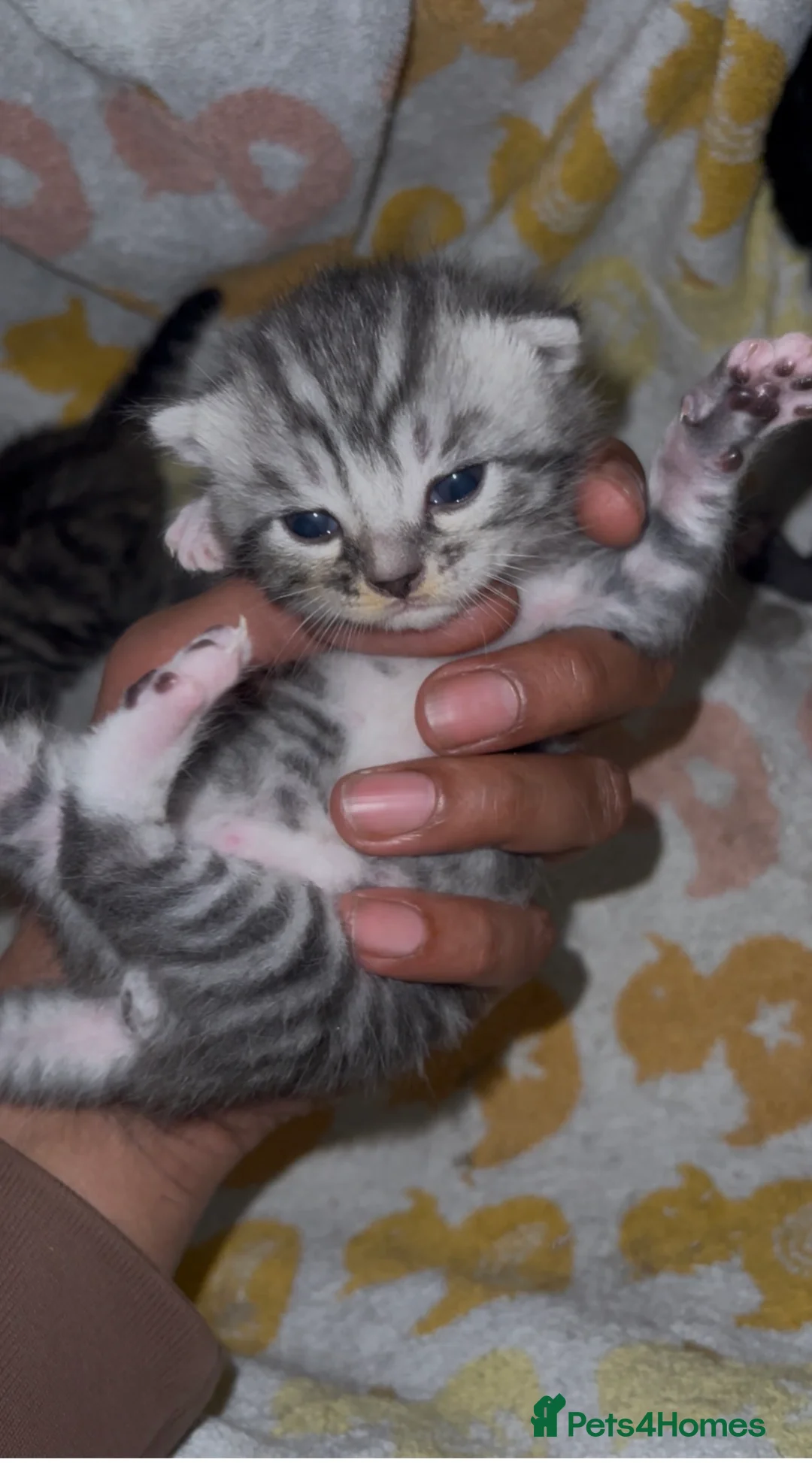 Scottish Fold cats for sale: Scottish fold girl - Advert 1