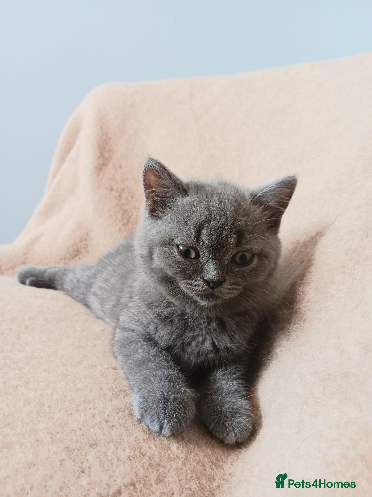 British Shorthair cats Stunning blue pedigree kittens TICA registered  - Advert 2