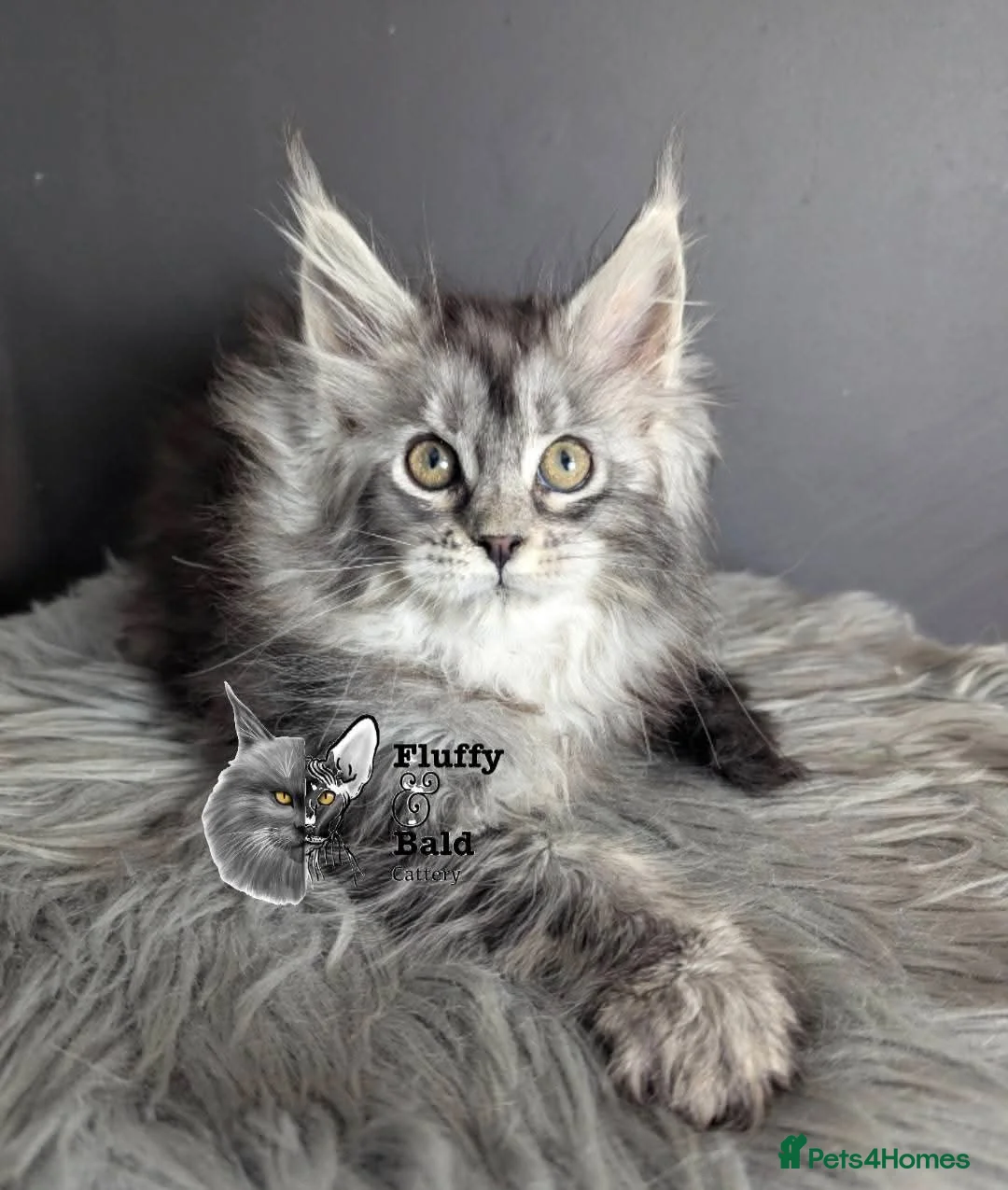 Maine Coon cats for sale: Outstanding babies ready to go  - Advert 4