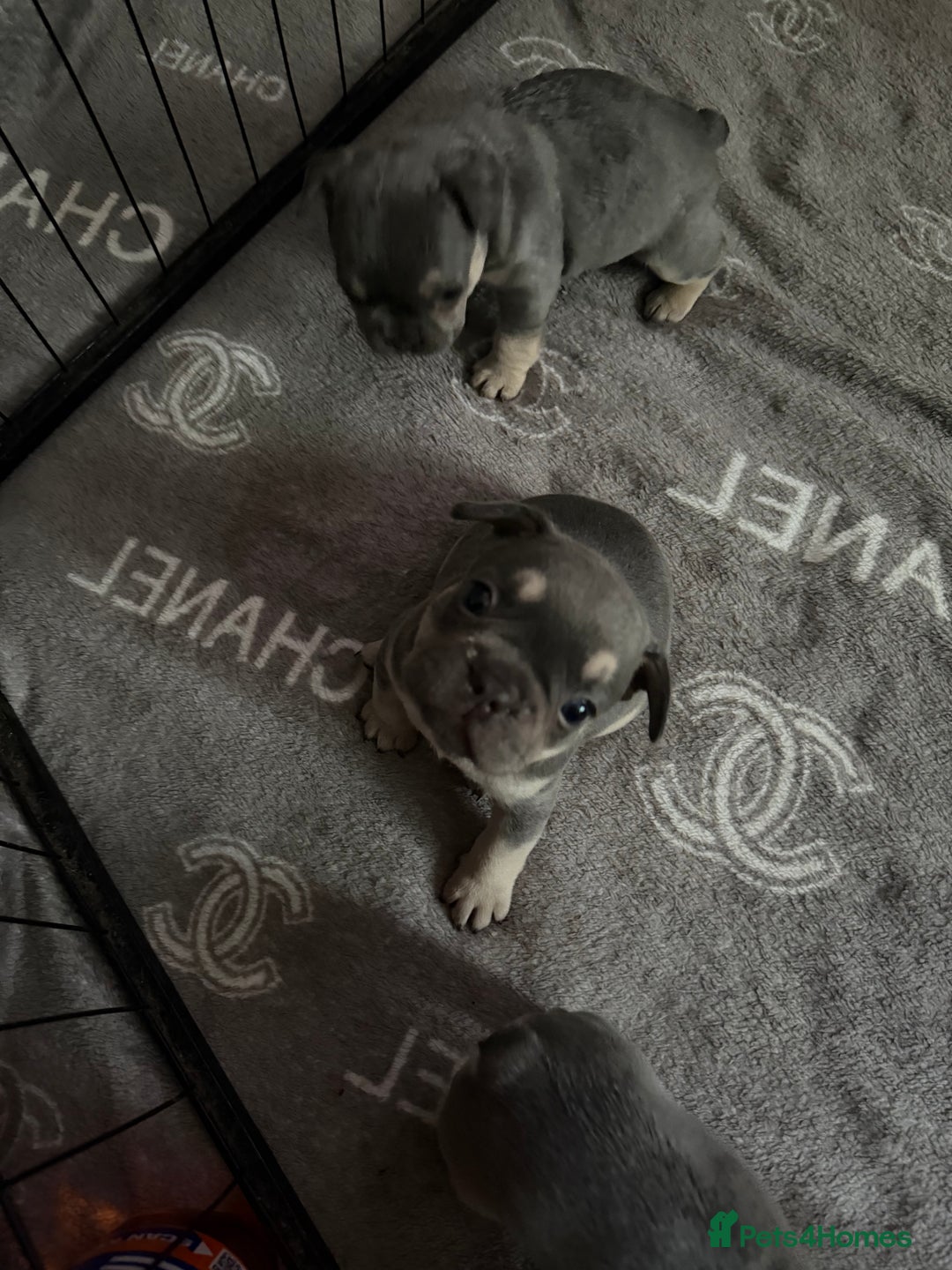 French Bulldog dogs for sale: French bulldogs  - Advert 17