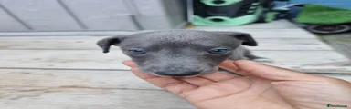 Whippet 1