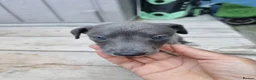 Whippet dogs for sale: Beautiful blue pedigree whippets  - Advert 8