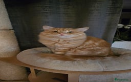 Siberian cats for sale: Siberian kittens Waiting list FIFe registrered - Image 21