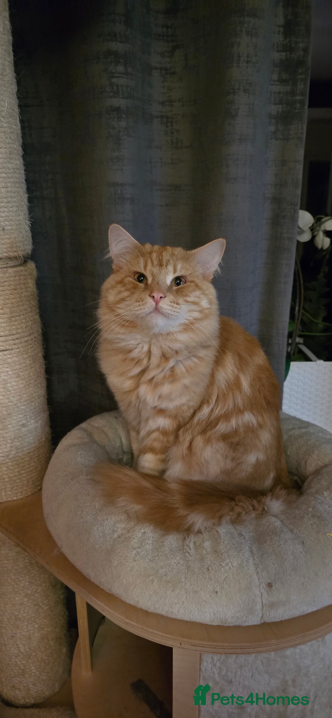 Siberian cats for sale: Siberian kittens Waiting list FIFe registrered - Image 21