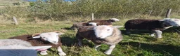 Sheep livestock for sale: Herd of Beautiful Herdwick Sheep - Advert 9