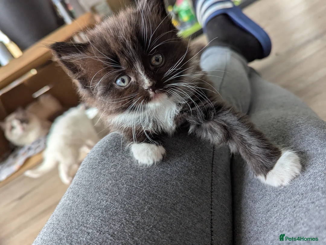 Ragdoll cats for sale: Ragdoll kittens  - Advert 2