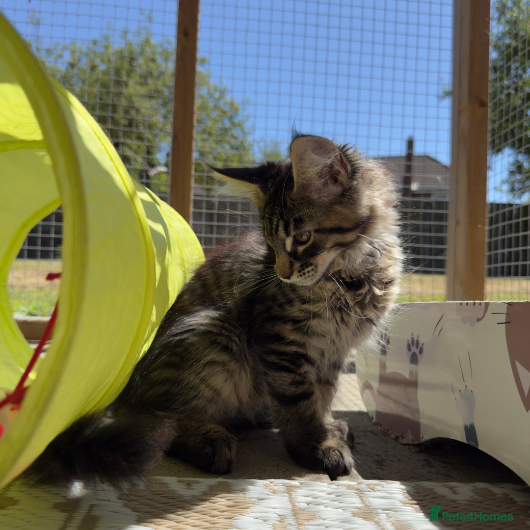 Maine Coon cats for sale: Purr Machines Ready Now - GCCF Reg Maine Coons - Image 8