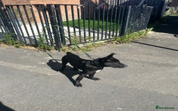 Belgian Shepherd Dog dogs for sale: Pirate  - Image 3