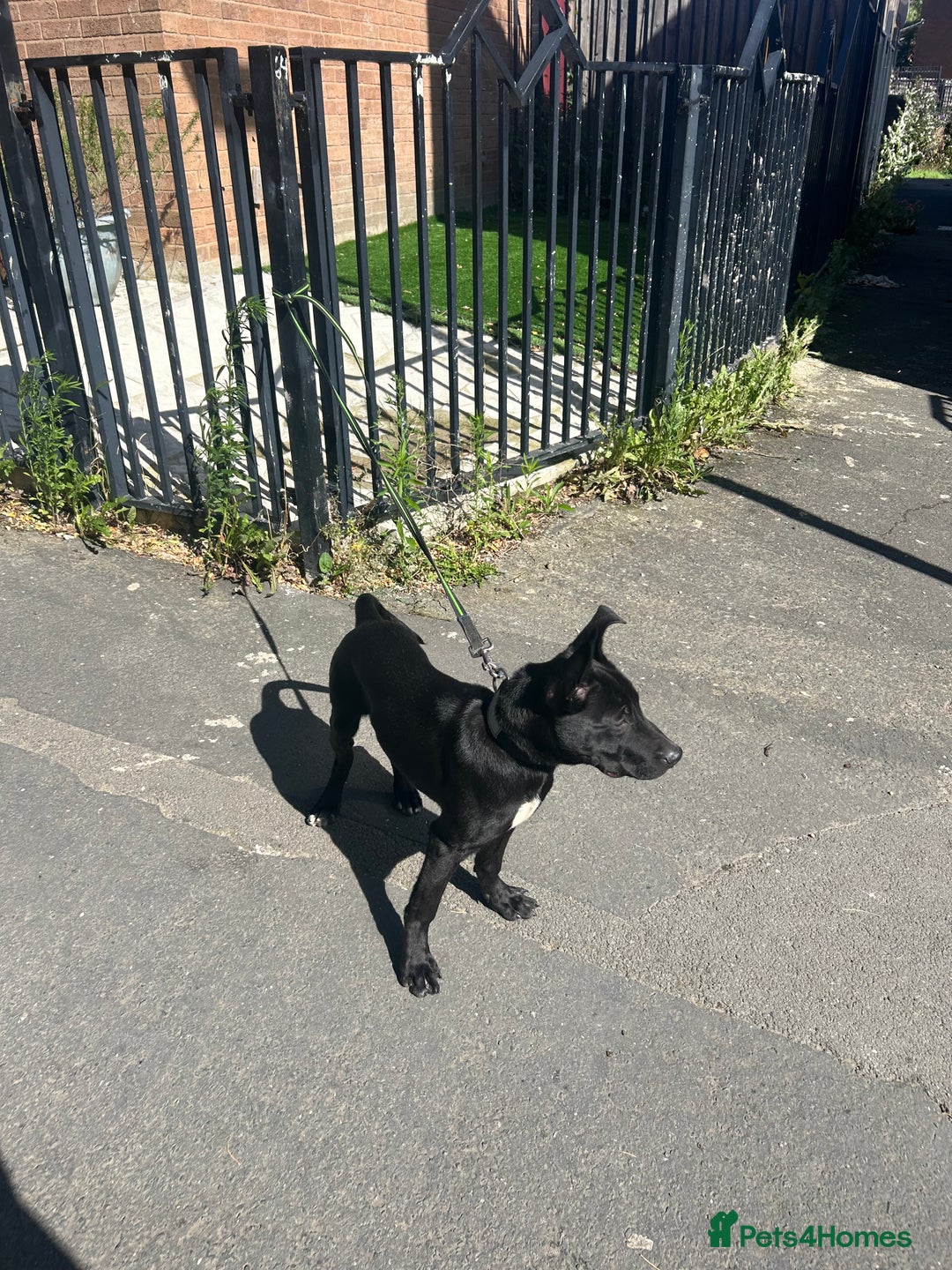 Belgian Shepherd Dog dogs for sale: Pirate  - Image 3