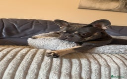 French Bulldog dogs for sale: 1 year old French bulldog - Image 1