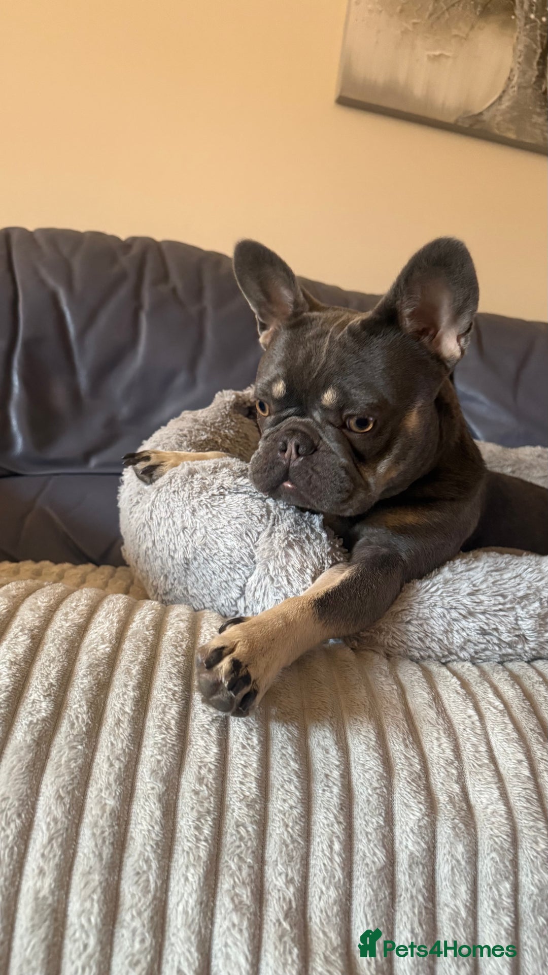 French Bulldog dogs for sale: 1 year old French bulldog - Image 1