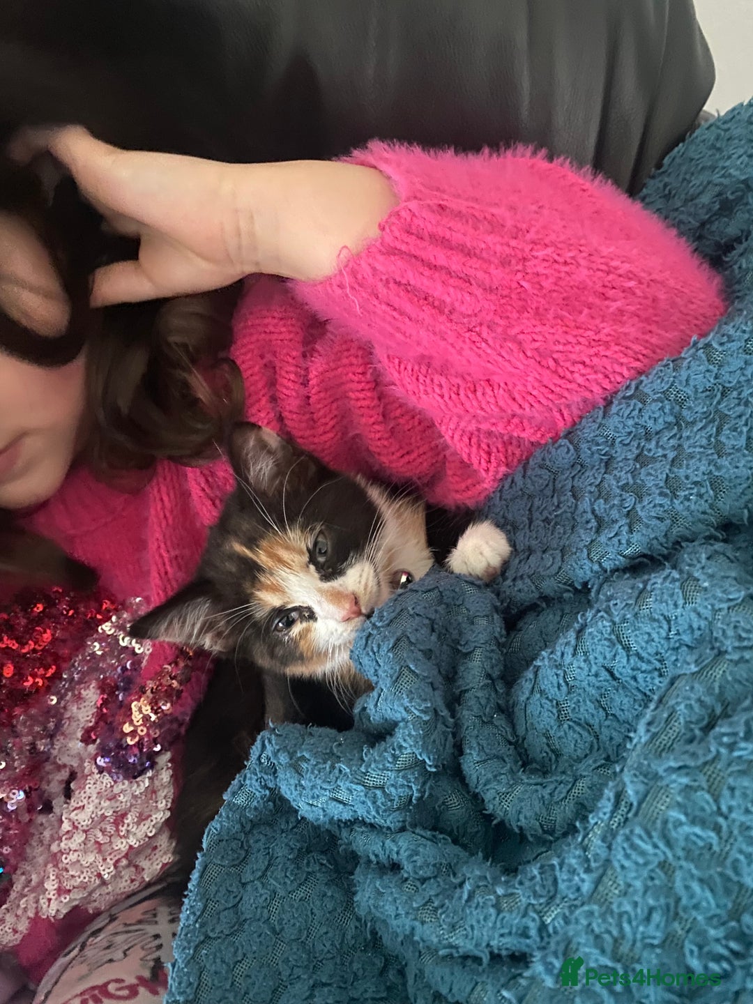 Mixed Breed cats for sale: Kitten and Accessories! - Advert 3