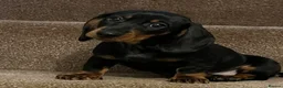 Dachshund dogs for sale: 💙dachshund boy puppies💙 - Advert 3
