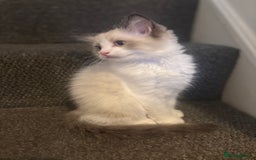 Ragdoll cats for sale: Ragdoll kittens - Image 23