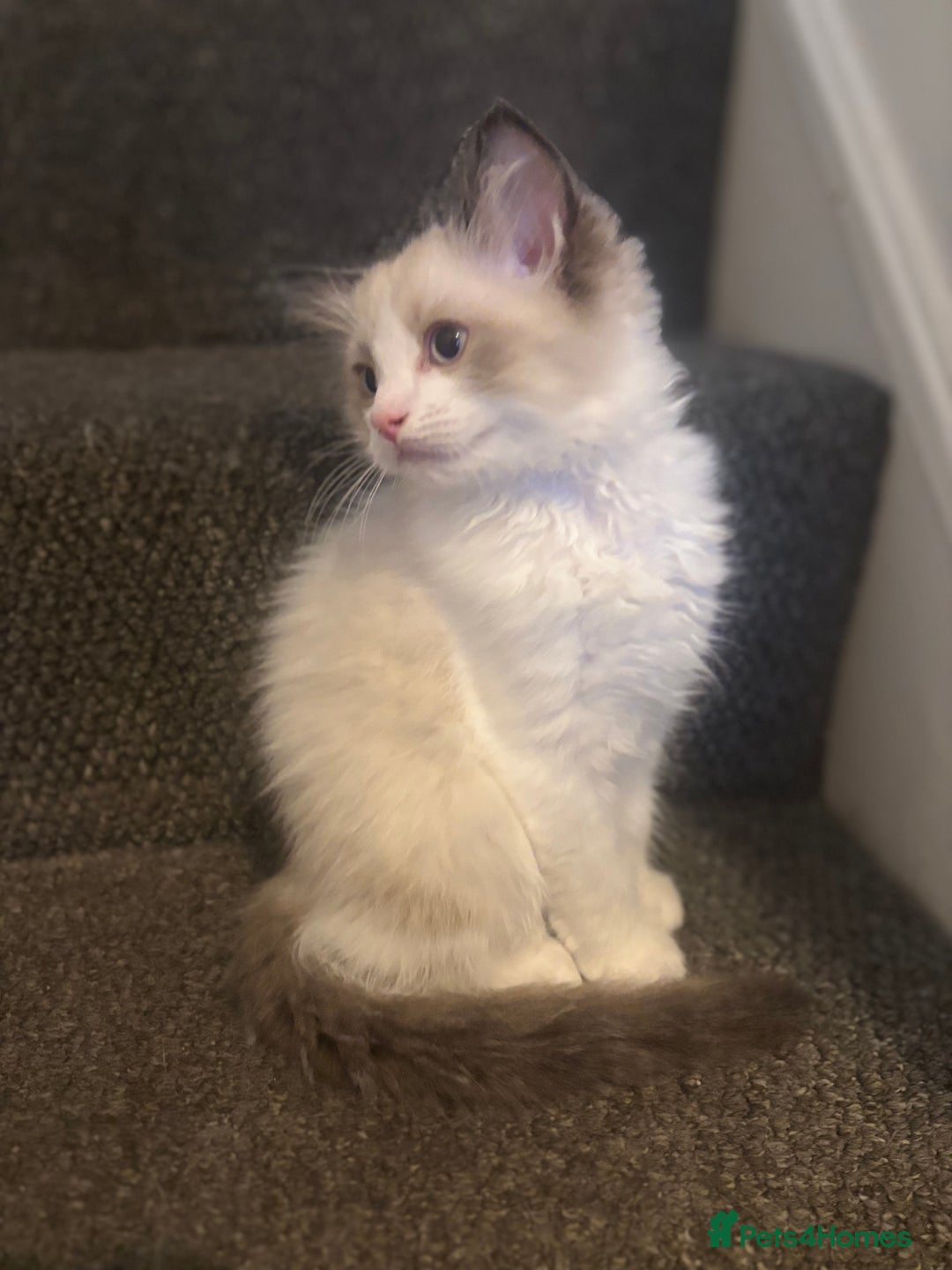 Ragdoll cats for sale: Ragdoll kittens - Image 23