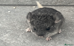 Chinchilla rodents for sale: Little boys - Image 3